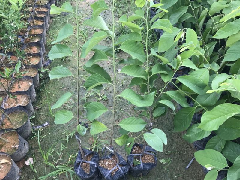 番荔枝苗30~50cm