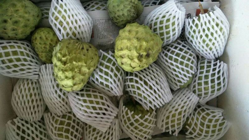 番荔枝苗30~50cm