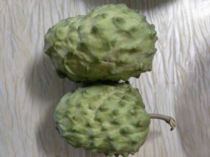 番荔枝苗30~50cm