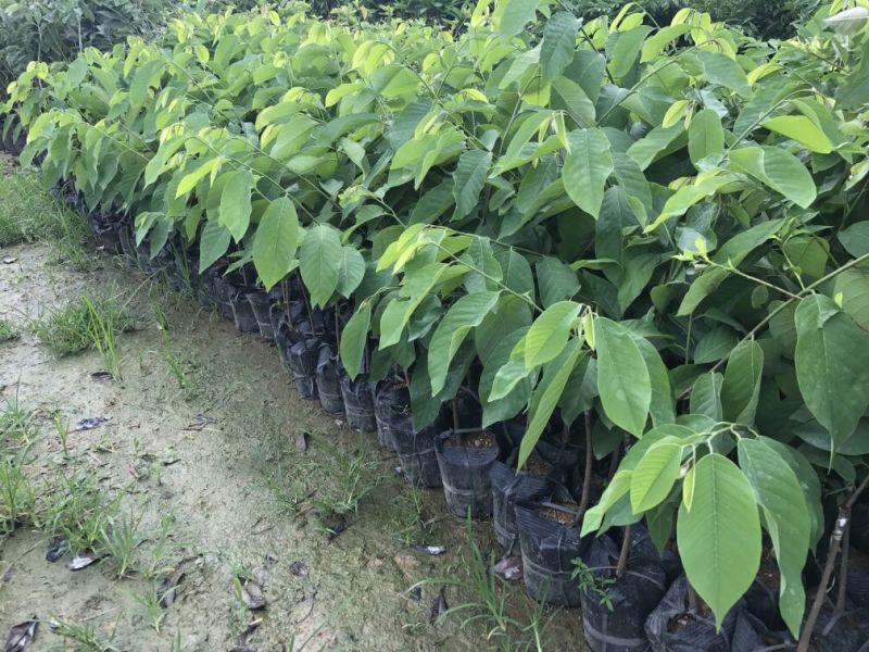 番荔枝苗30~50cm