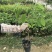 番荔枝苗30~50cm