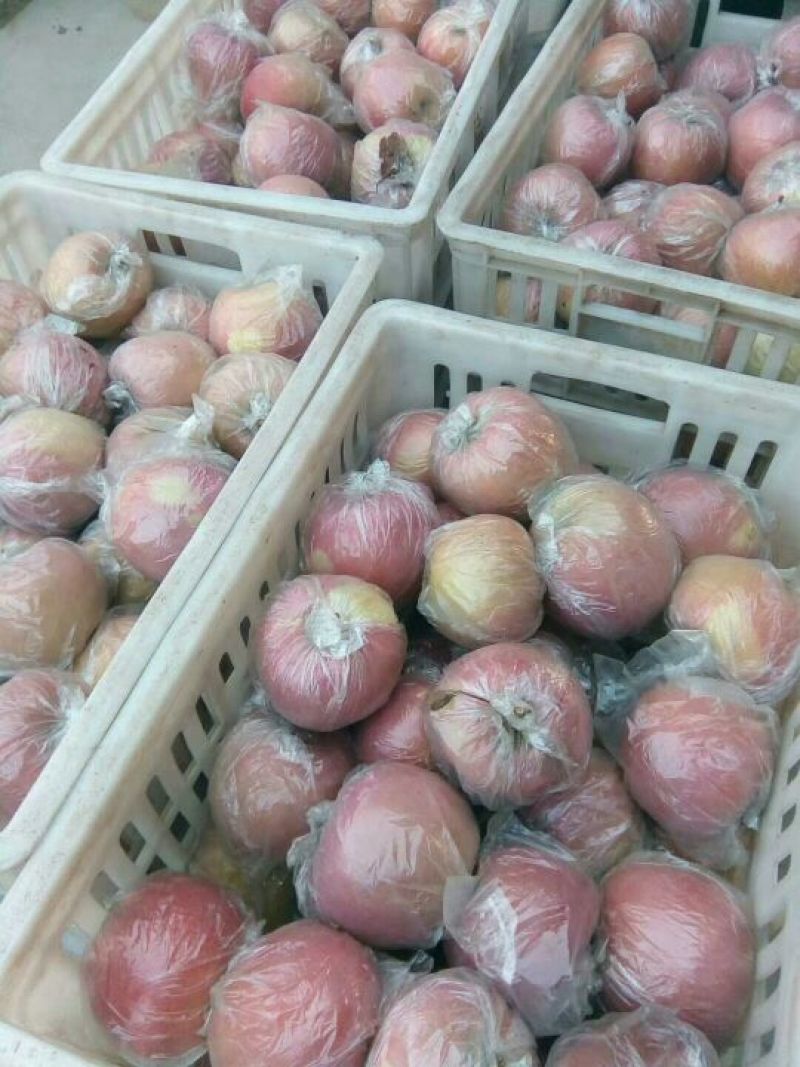 红富士苹果75mm以上膜袋，大量供应，欢迎进店咨询采购！