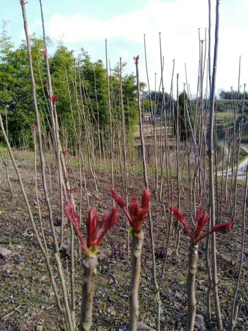 香椿芽20cm以下