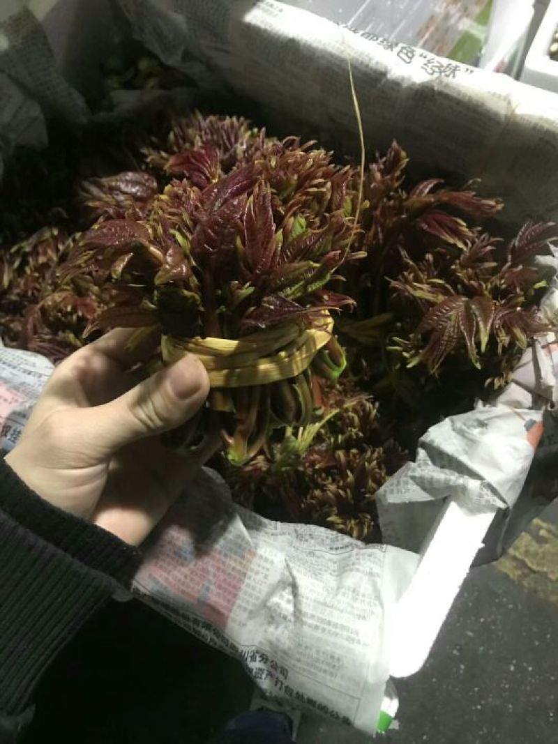 香椿芽20cm以下