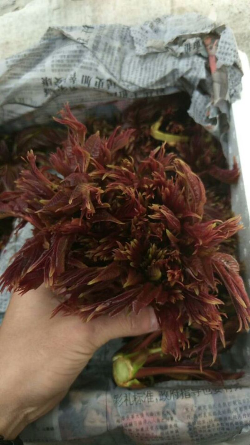 香椿芽20cm以下