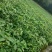 芒果苗1m以下实生芒果苗