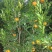 岩溪晚芦7.5~8cm