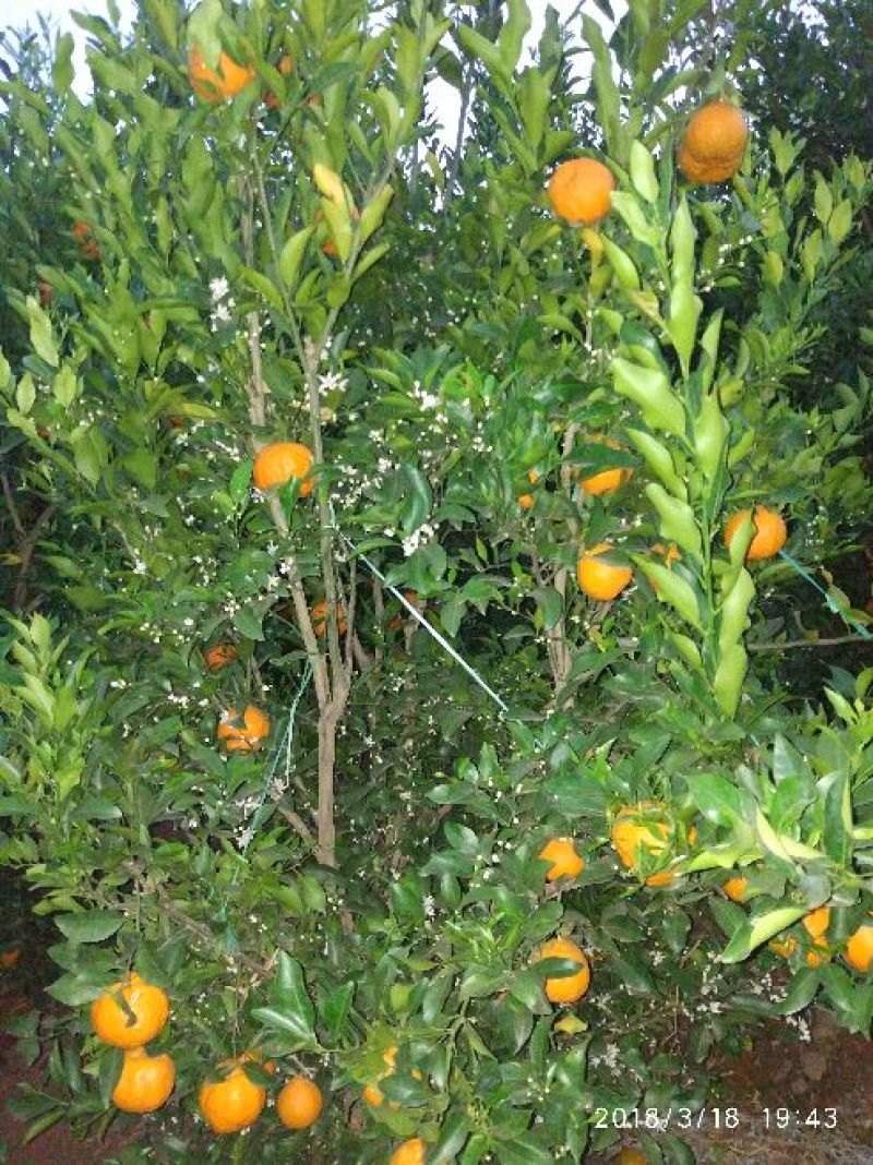 岩溪晚芦7.5~8cm