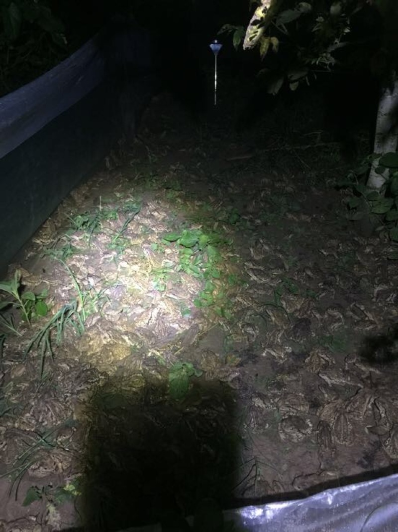 中华大蟾蜍招收学徒办理引种证
