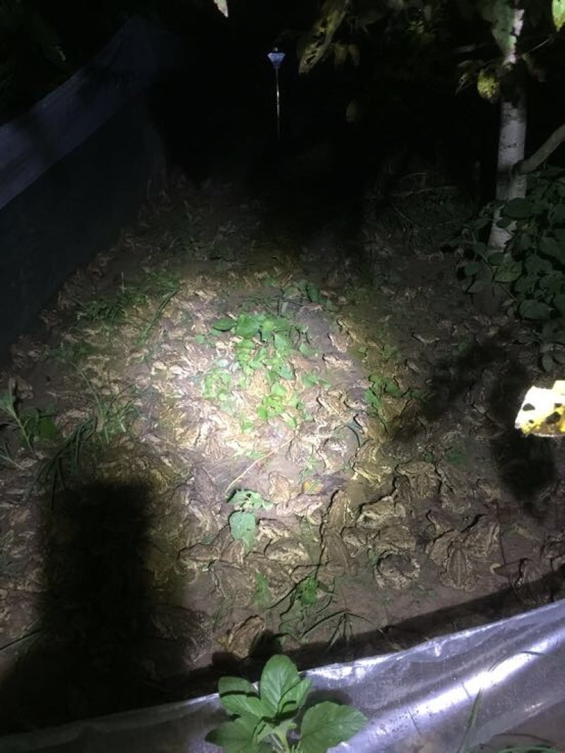 中华大蟾蜍招收学徒办理引种证