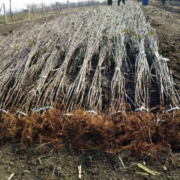 红肉苹果苗119-06100cm以上基地种植大量