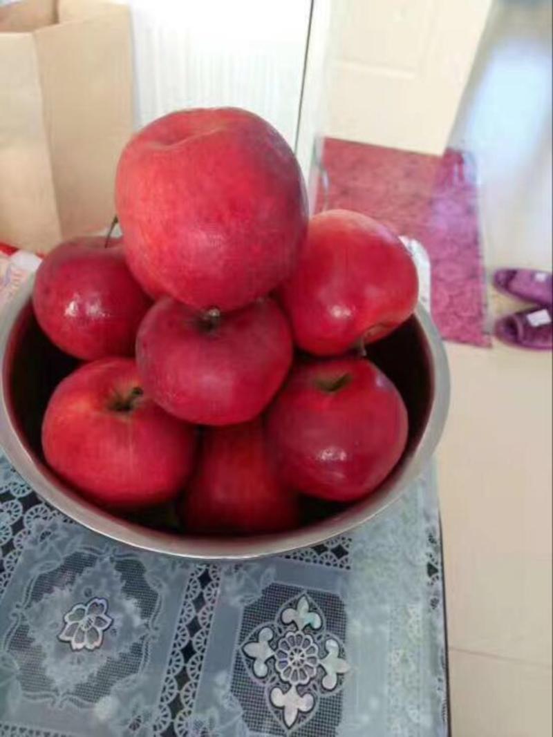 红肉苹果苗119-06100cm以上基地种植大量