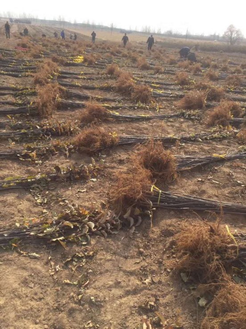 红肉苹果苗119-06100cm以上基地种植大量