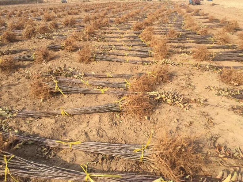 红肉苹果苗119-06100cm以上基地种植大量