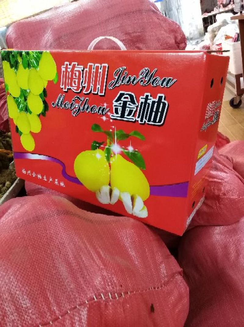 沙田柚子苗嫁接2年苗