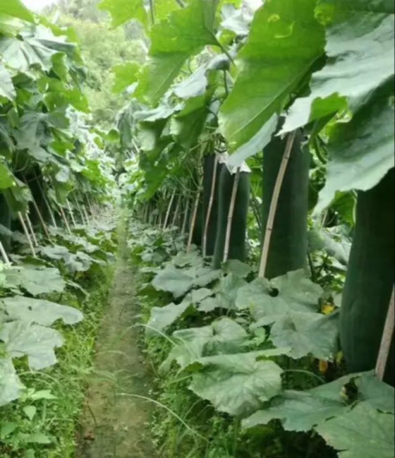 黑皮冬瓜15斤以上吊冬瓜