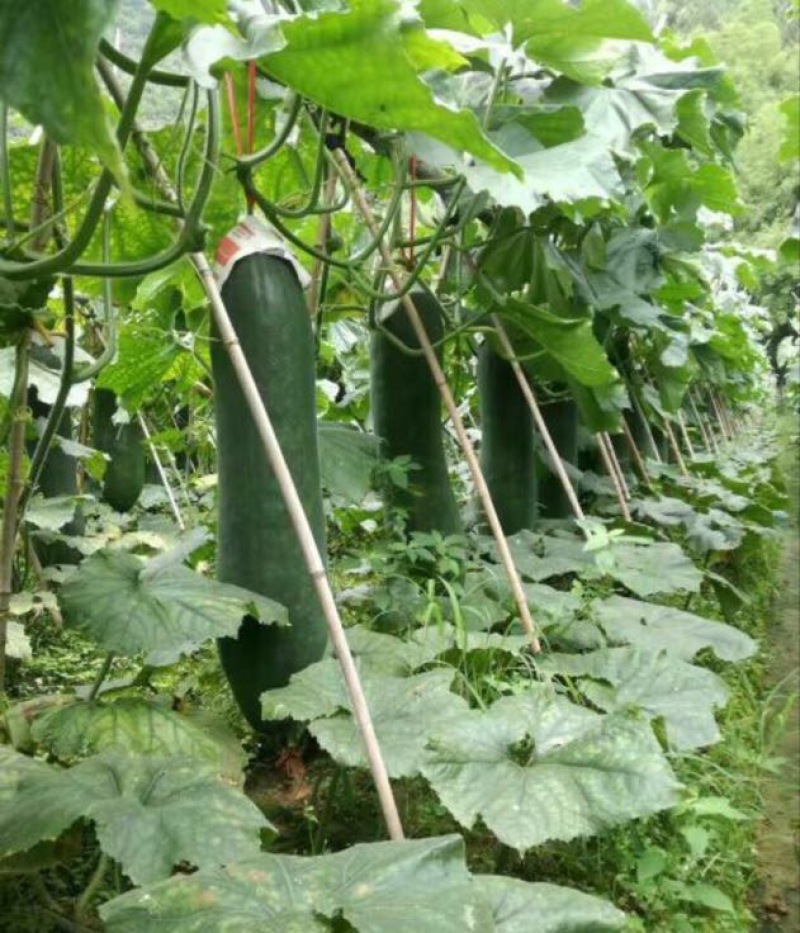 黑皮冬瓜15斤以上吊冬瓜
