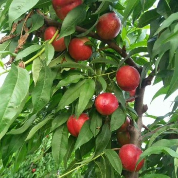 红芙蓉油桃价格油桃批发油桃产地