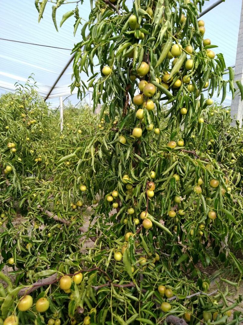 冬枣产地冬枣价格冬枣基地冬枣批发