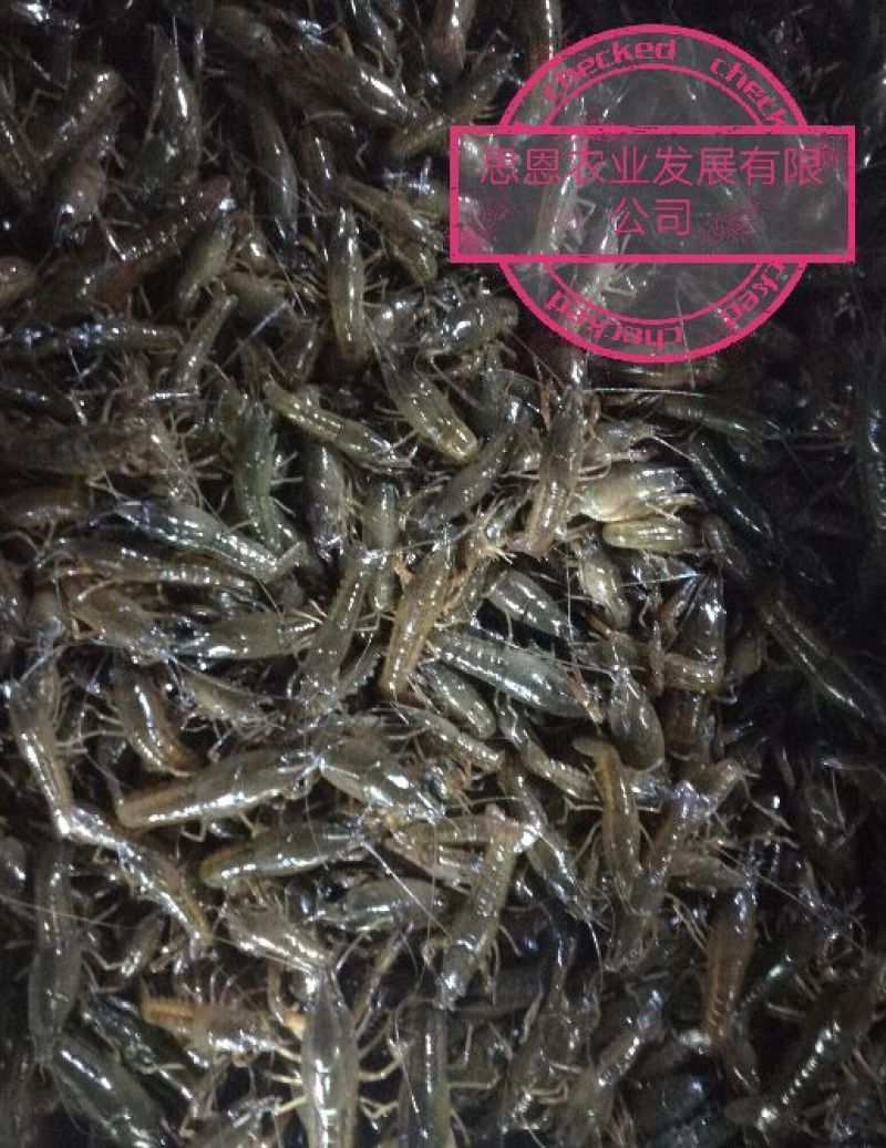 虾苗、虾种、人工养殖、
