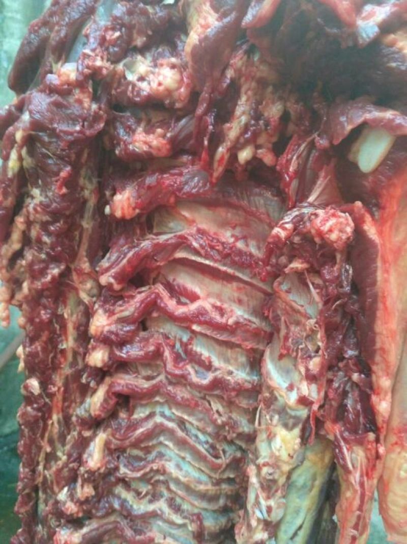 正宗新鲜驴肉，带皮驴肉，可远程视频屠宰