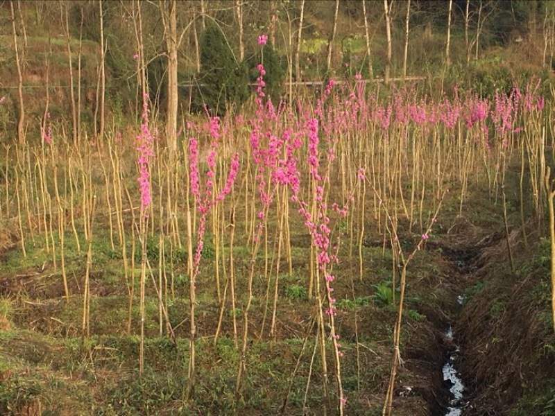 紫荆2～4cm4cm以下1～2米