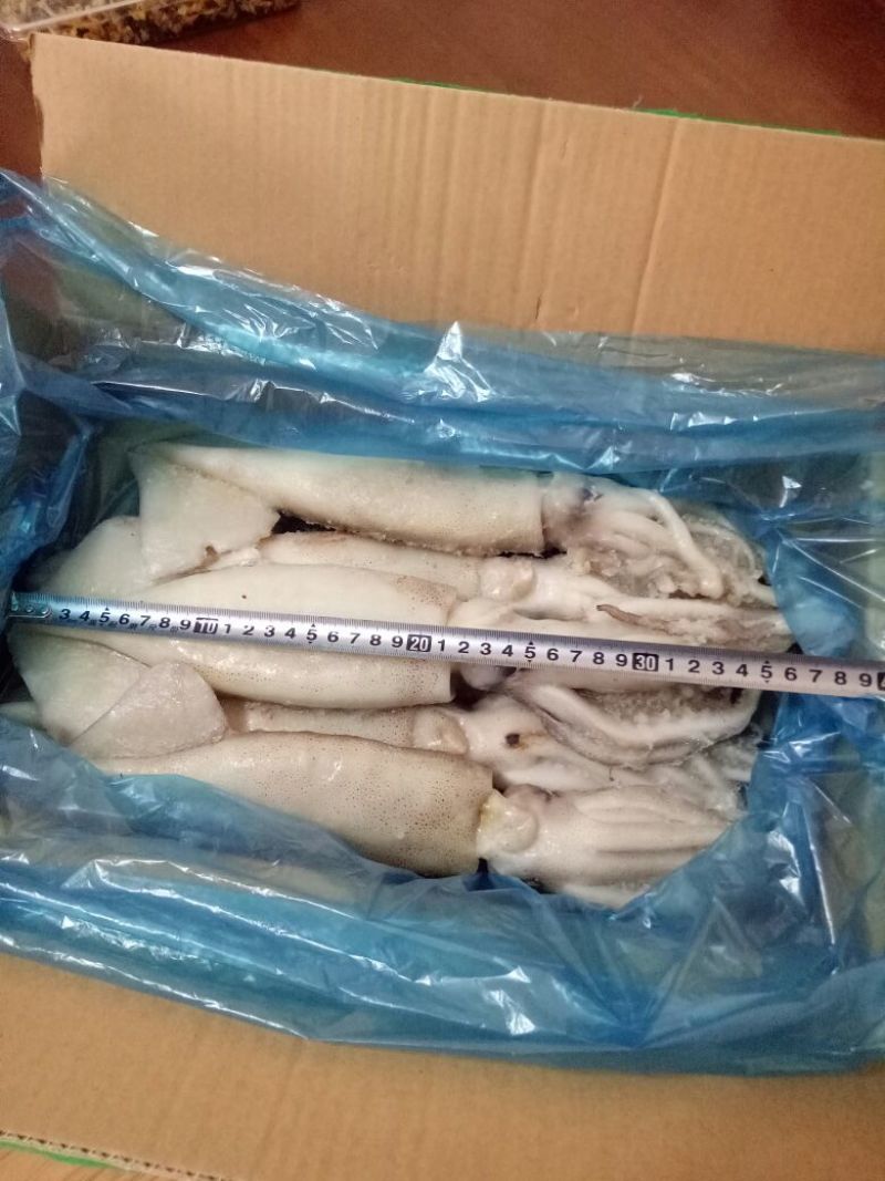 鱿鱼单冻鱿鱼阿里鱿鱼大鱿鱼单冻鱿鱼