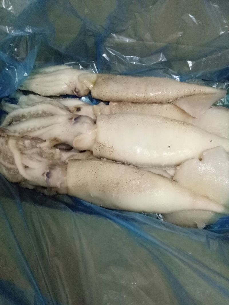 鱿鱼单冻鱿鱼阿里鱿鱼大鱿鱼单冻鱿鱼