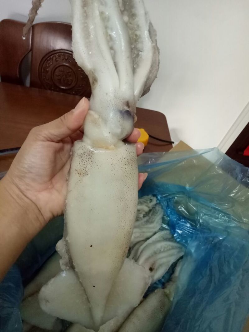 鱿鱼单冻鱿鱼阿里鱿鱼大鱿鱼单冻鱿鱼