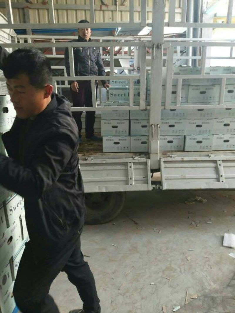 网纹瓜椭圆形