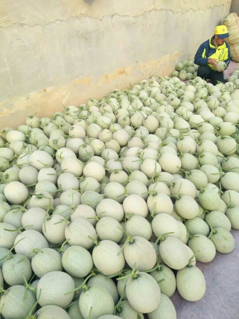 网纹瓜椭圆形