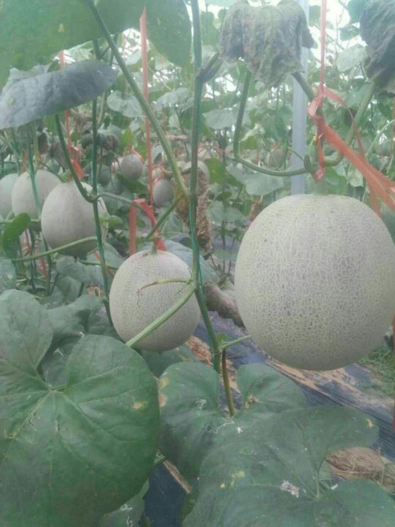 网纹瓜椭圆形