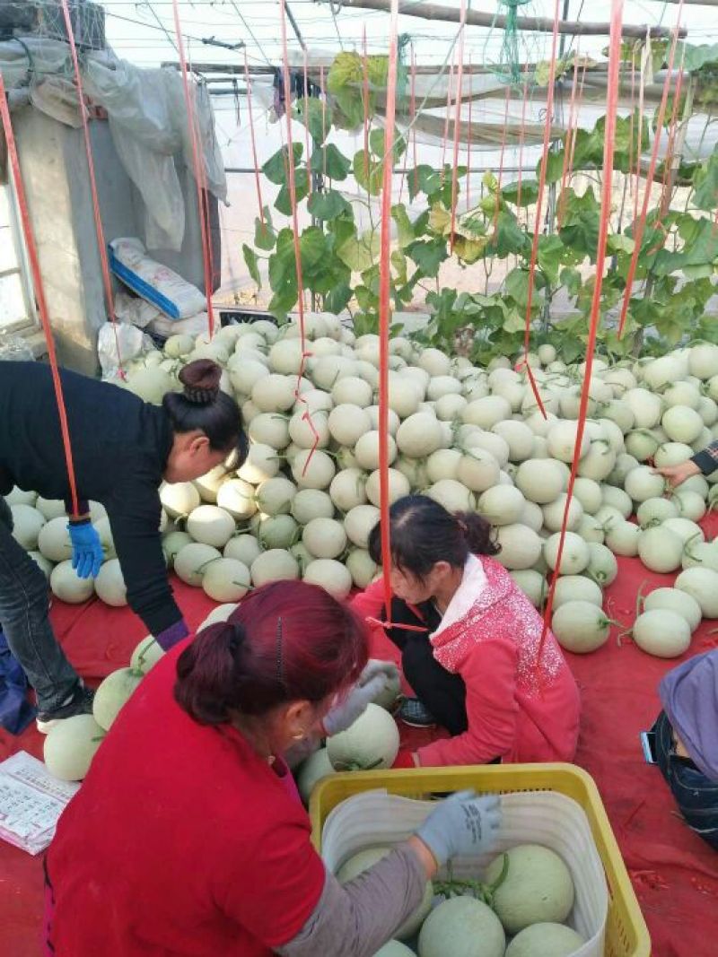网纹瓜椭圆形