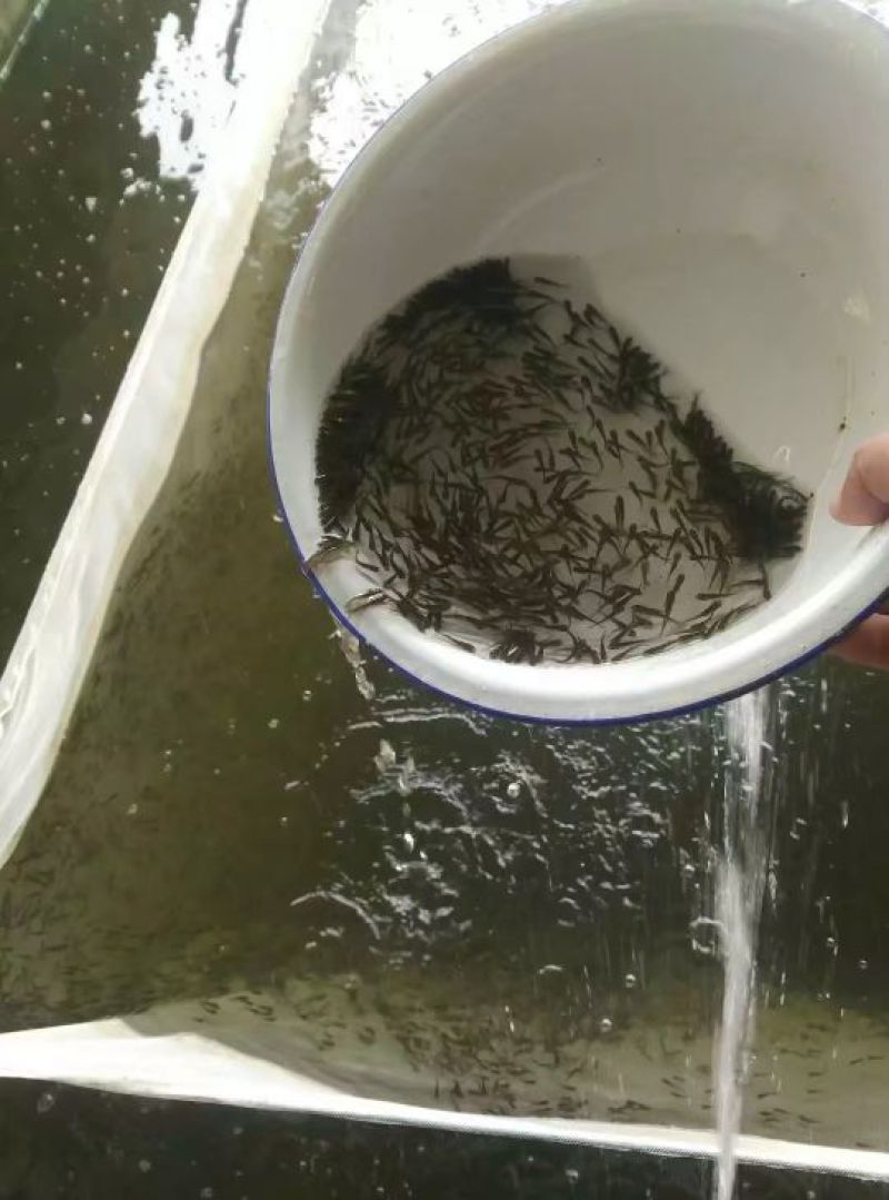 零售鲤鱼苗，鲤鱼水花，鲤鱼夏花苗，自产自销，无病苗