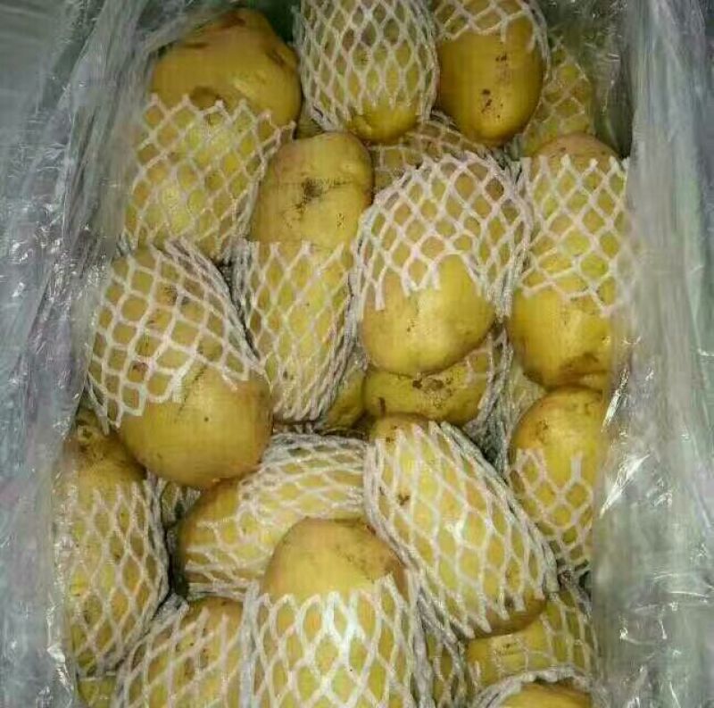 荷兰十五黄心土豆大量出库供应，无芽无黑心，货源充足。