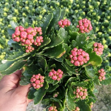 长寿花