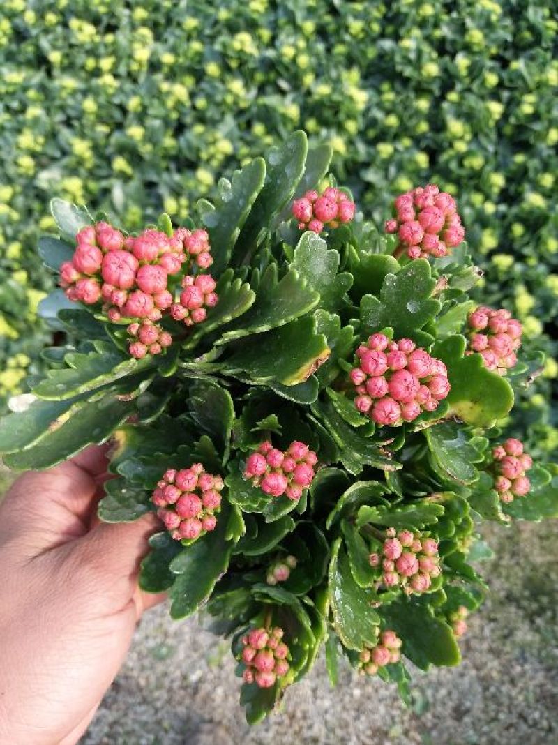 长寿花