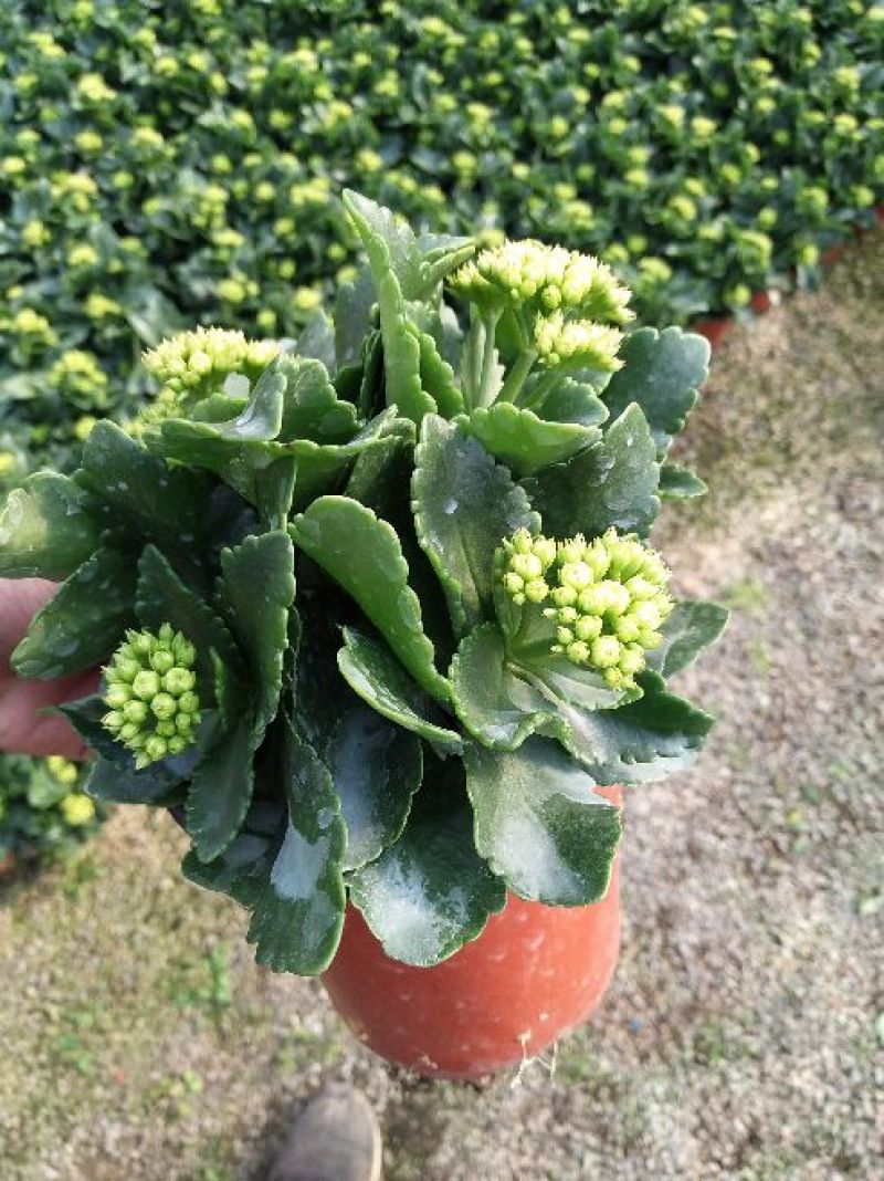 长寿花