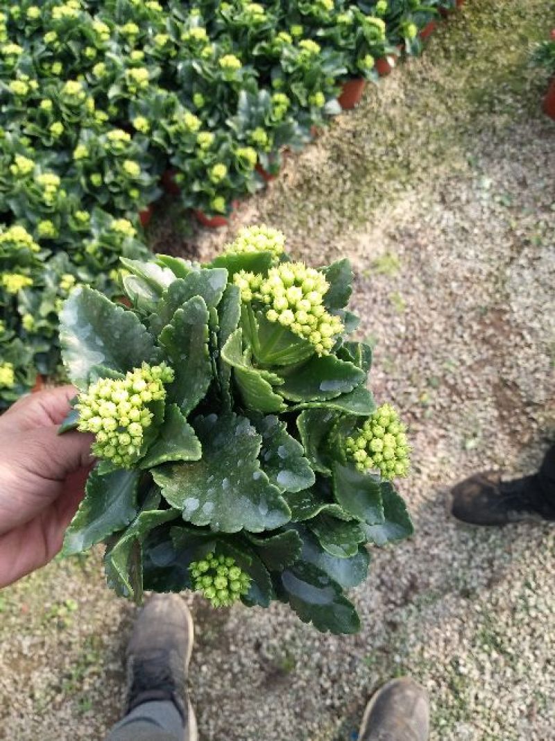 长寿花