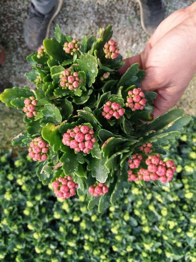 长寿花