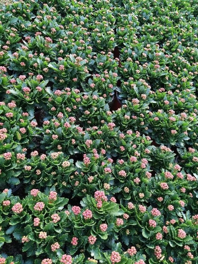 长寿花