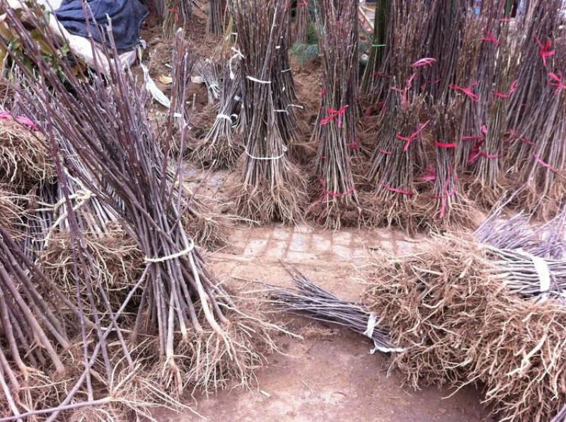 玉兰苗玉兰树苗娇红一号玉兰苗紫玉兰苗庭院绿化苗