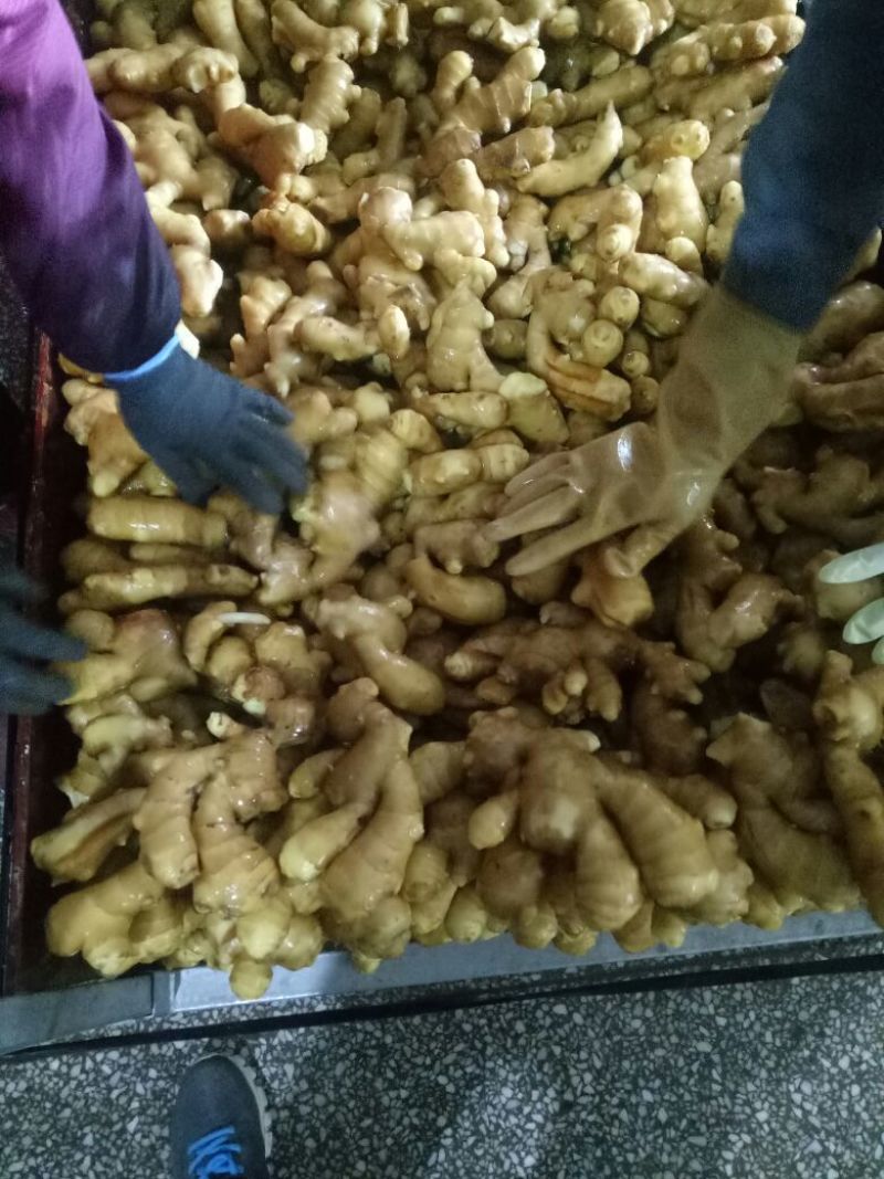 大黄姜5两以上带土山东省生姜批发价格