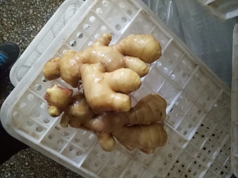 大黄姜5两以上带土山东省生姜批发价格