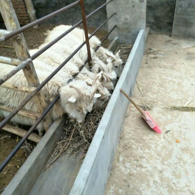 肉羊30~50斤/头