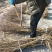 基地直销0.8公分映霜红桃树苗秋彤桃树苗批发价格油桃黄桃