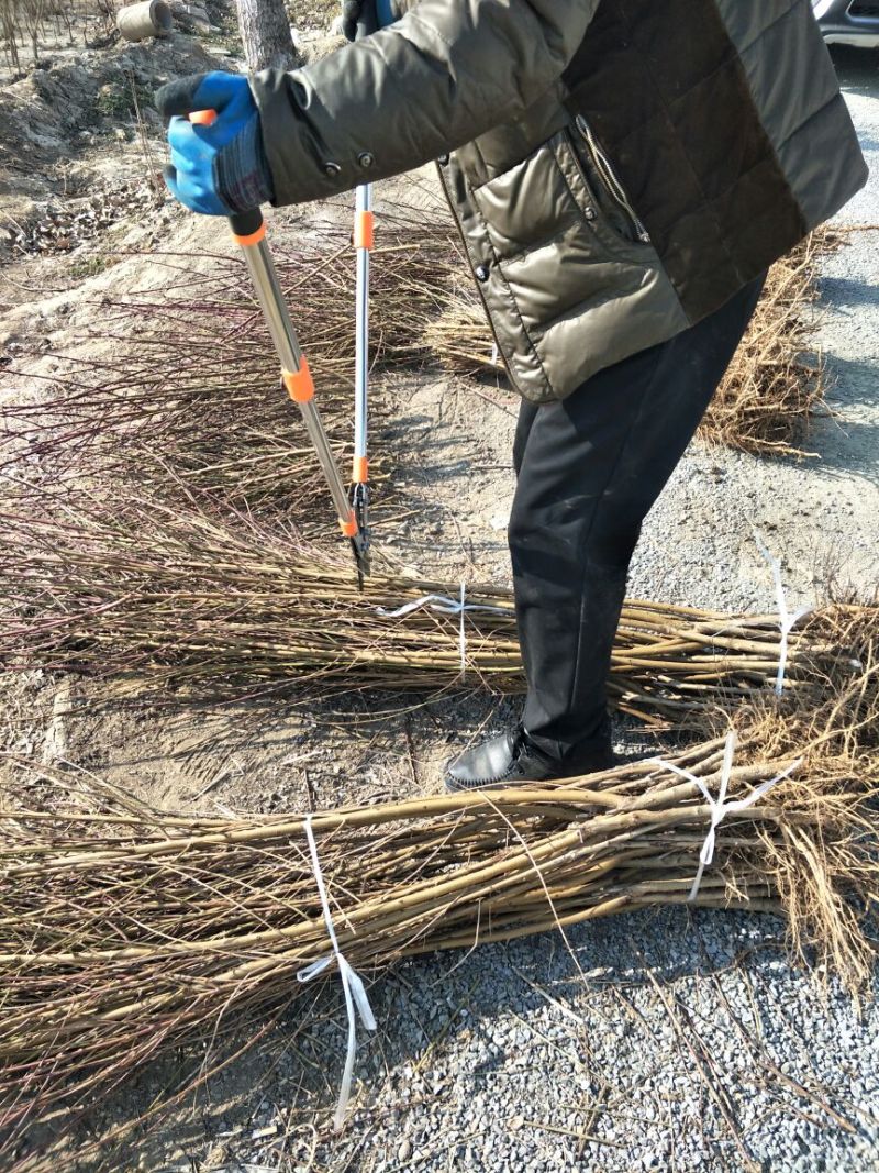 基地直销0.8公分映霜红桃树苗秋彤桃树苗批发价格油桃黄桃