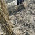 基地直销0.8公分映霜红桃树苗秋彤桃树苗批发价格油桃黄桃