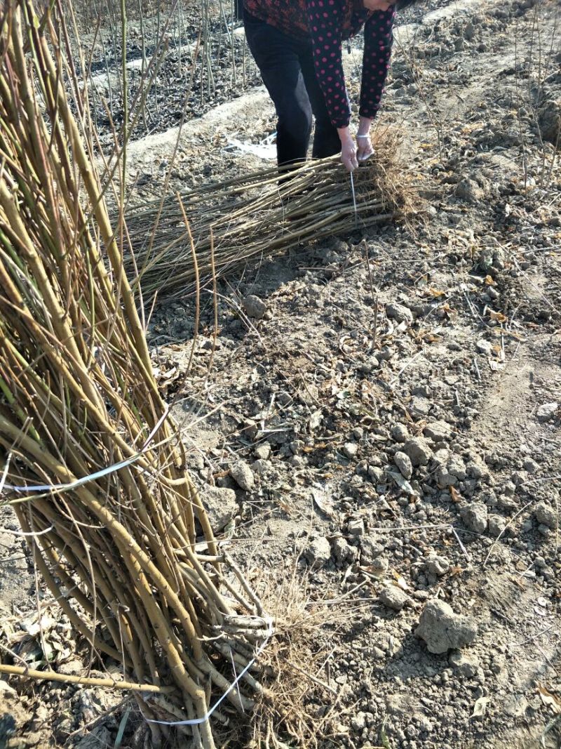 基地直销0.8公分映霜红桃树苗秋彤桃树苗批发价格油桃黄桃
