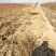 基地直销0.8公分映霜红桃树苗秋彤桃树苗批发价格油桃黄桃